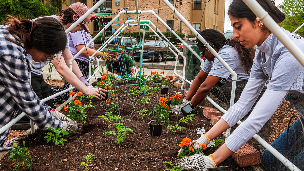 Several people work in the community garden space.